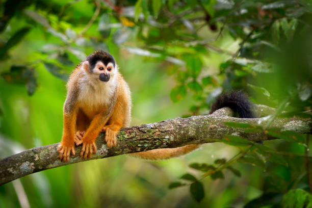 singe écureuil d’amérique centrale - saimiri oerstedii singe écureuil à dos rouge, dans les forêts tropicales d’amérique centrale et du sud dans la couche de canopée, orange dos blanc et noir visage. - squirrel red squirrel black forest forest photos et images de collection