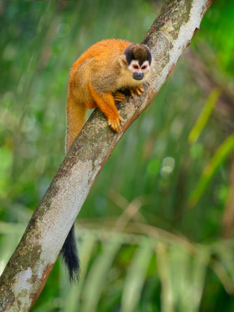 istock Central American squirrel monkey - Saimiri oerstedii also red-backed squirrel monkey, in the tropical forests of Central and South America in the canopy layer, orange back white and black face. 1301996702