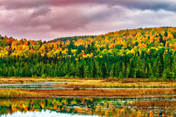 Fall Colors Algonquin Park Ontario Canada Stock Photo - Download