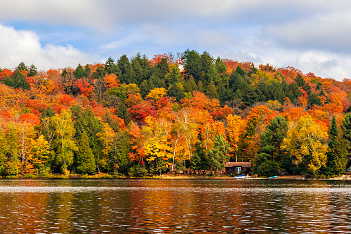 View at the forest in Algonquin Park in Ontario. Picturesque fall colors on trees.