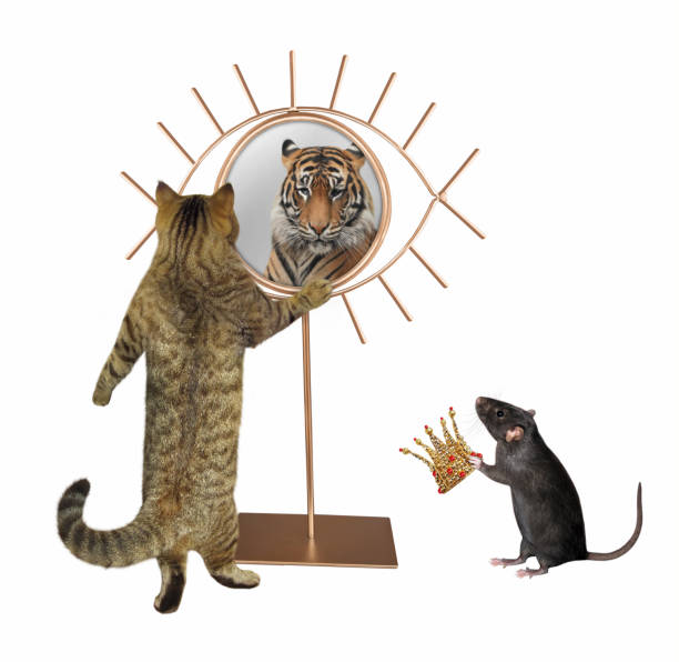 istock Cat stares at eye shaped mirror 2 1301997558