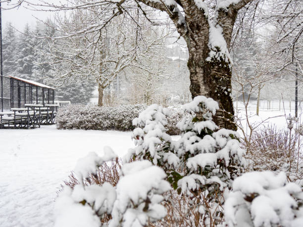 istock Snow scenery of Coquitlam 1301997998