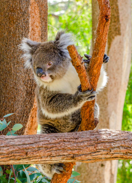istock Koala on a tree taken at Yanchep National Park Perth Western Australia 1301998718