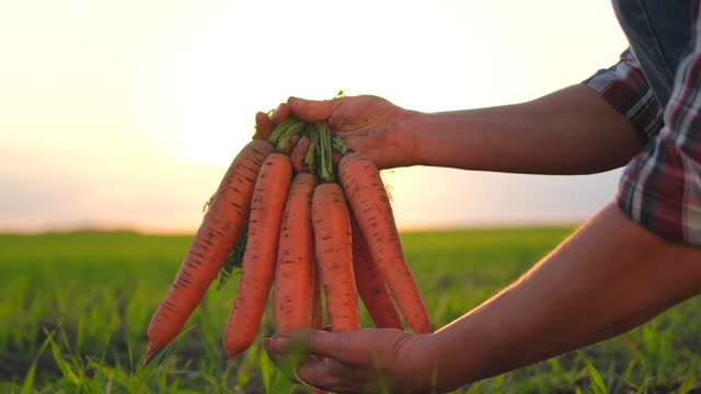 Picking fresh carrots in farmer man hands