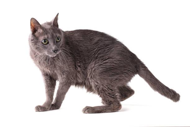 istock Vintage grey cat 19 years old 1302001687