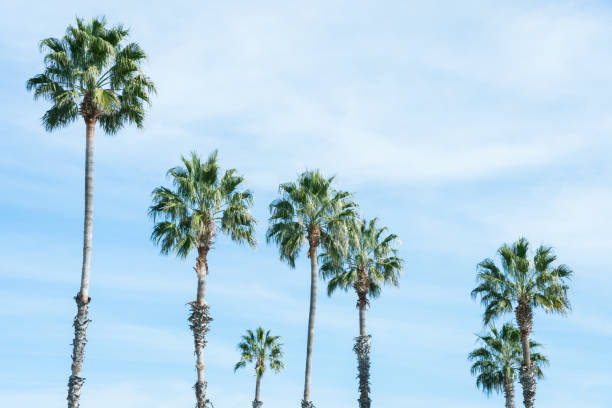 istock Arizona Palm Trees Against a Blue Sky 1302003651