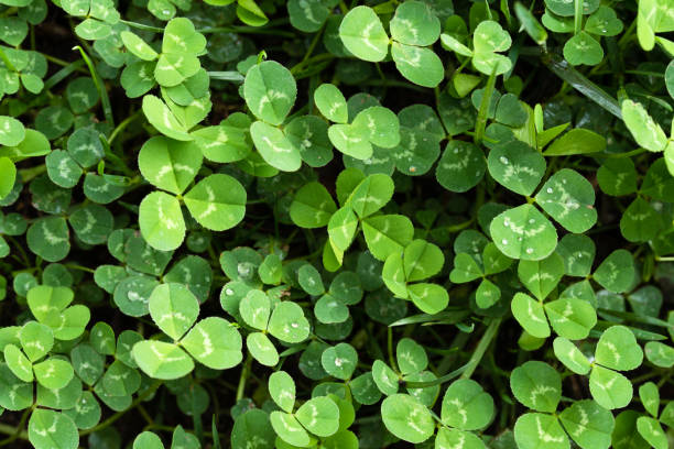 A Patch of Clover in the Grass
