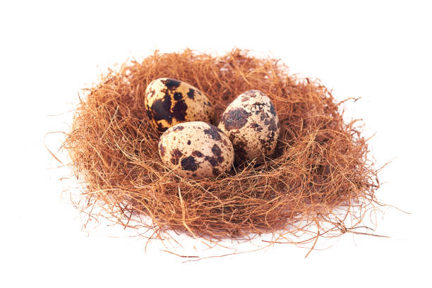 istock Quail eggs in a bird's nest, isolated on a white background 1302003984