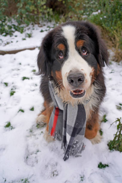 istock Cute Bernese Mountain Dog in the snow 1302004131