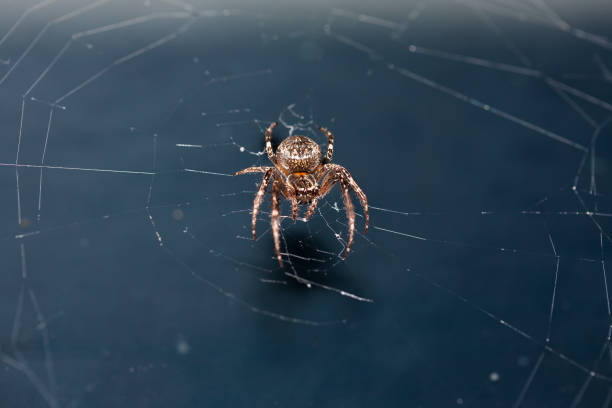 istock Close up of a brown spider 1302004884