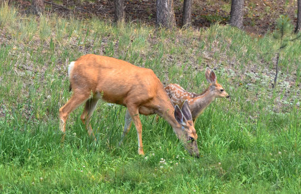 The mule deer (Odocoileus hemionus), also called blacktail deer, is a species commonly seen throughout the Western USA. This female deer was photographed while grazing by Walnut Canyon Lakes near Flagstaff, Arizona, USA.