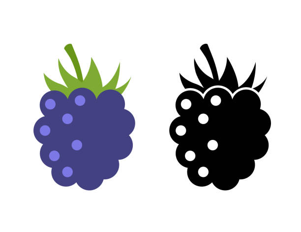 himbeer-vektor-symbol-illustration. flache beere süß gesunde bio-frucht himbeere brombeere - blackberry blueberry raspberry fruit stock-grafiken, -clipart, -cartoons und -symbole