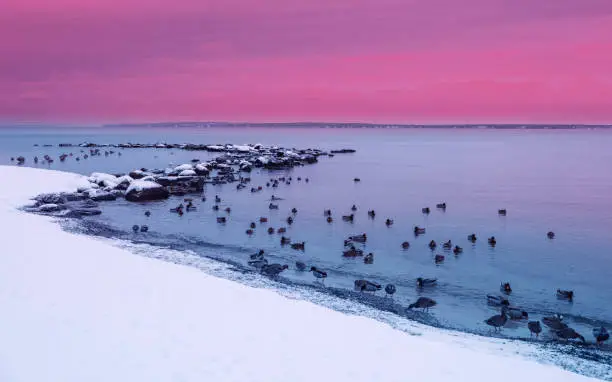 Photo of Pink Sunset Seascape at Sea Bird Sanctuary with Rocks and View of Martha's Vineyard on Cape Cod