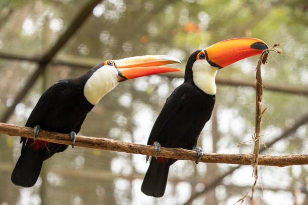 istock Couple of Toco Toucan 1302009057