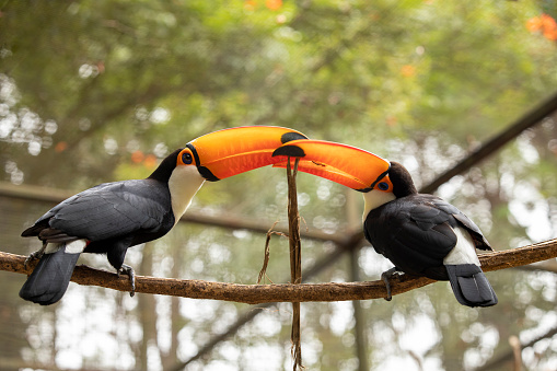 Couple of Toco Toucan (Ramphastos toco) sitting on the branch vie for food