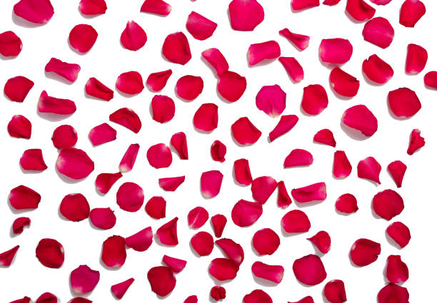 istock background and texture of bright red rose petals. copy space. flat lay. 1302012011