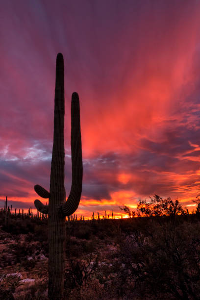 istock Lone sagauro in Saguaro National Park 1302013541