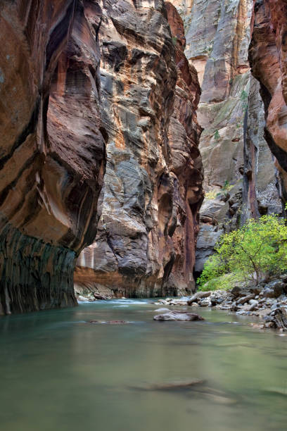 istock Calm section in the Virgin River Narrows 1302014239