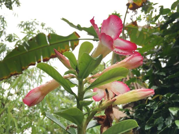 цветок frangipani - single flower desert spring red стоковые фото и изображения