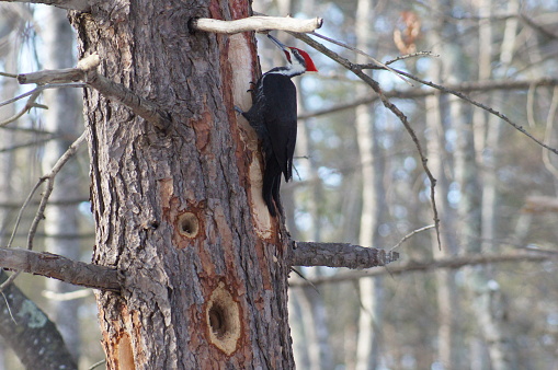 View of a Pileated Woodpecker creating multiple holes in the bark of a Pine tree in Maine