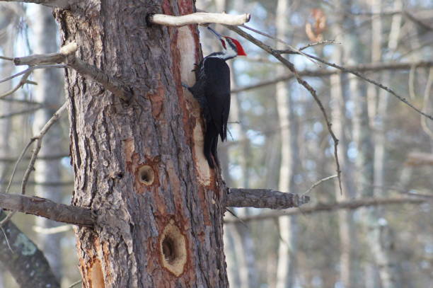 pica-pau empilhado criando buracos na casca da árvore - pileated woodpecker animal beak bird - fotografias e filmes do acervo