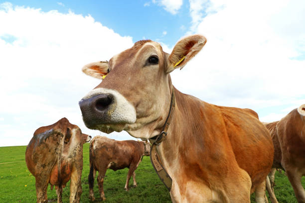istock Curious brown cattle on a meadow in Bavaria. A pretty bavarian dairy cow 1302017604