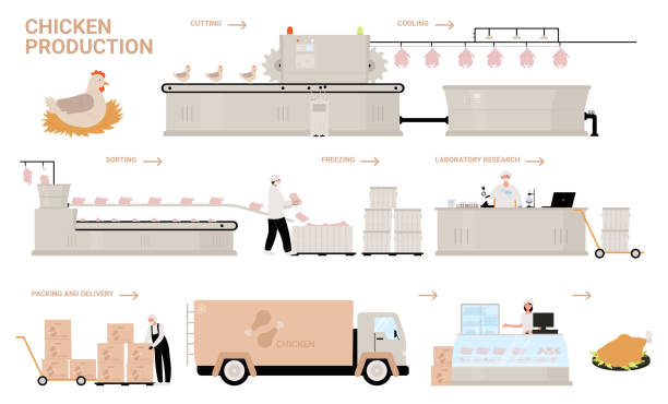 농장 치킨 생산 공정 단계, 만화 자동 처리 공장 라인 - food processing plant illustrations stock illustrations