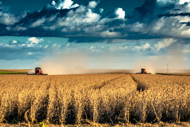 agribusiness: harvest soybean, agriculture - agricultural harverster machine - agronegócio: colheita da soja, maquina agrícola colheitadeira. - monocultura - fotografias e filmes do acervo