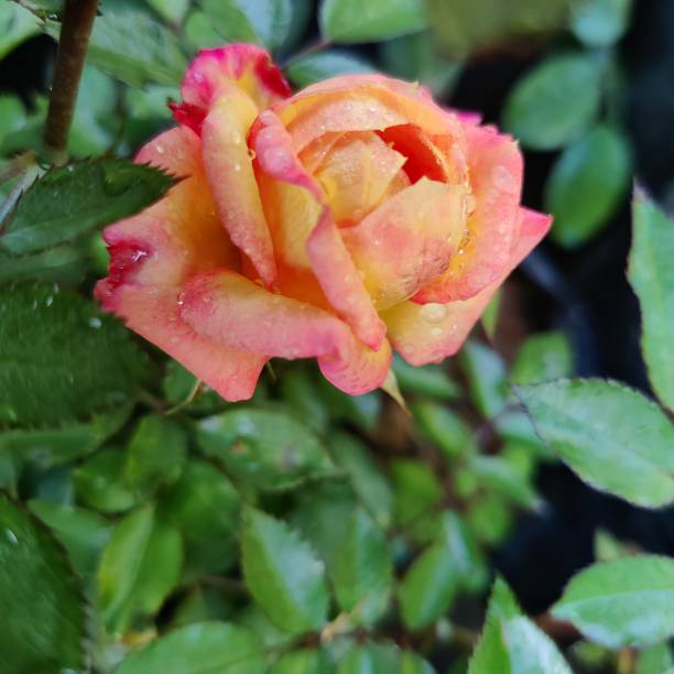 istock Close-up of a unique orange mini rose 1302026973