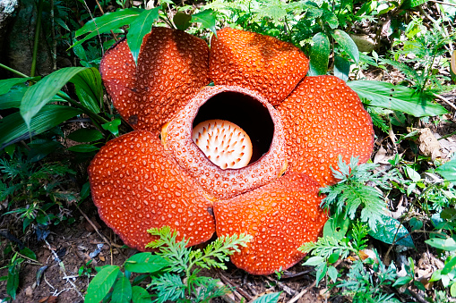 Rafflesia Pictures | Download Free Images on Unsplash