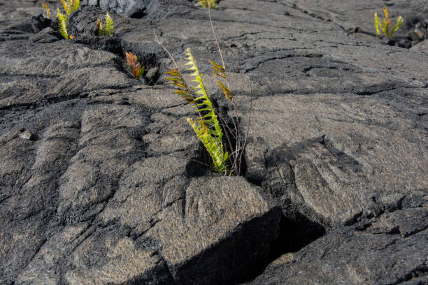 istock Green Shoots from Barren Rock 1302030428
