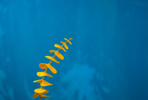 Yellow eucalyptus leaf branch foreground and off-center composition with blue grunge background. Acrylic color coating on natural leaves botany. Minimal style. Head on, side view shot with copy space. parte de la hoja de eucalipto amarillo en primer plano y composición descentrada con fondo grunge azul. recubrimiento de color acrílico en hojas naturales botánica. estilo minimalista. cabeza en, toma de vista lateral con espacio de copia.