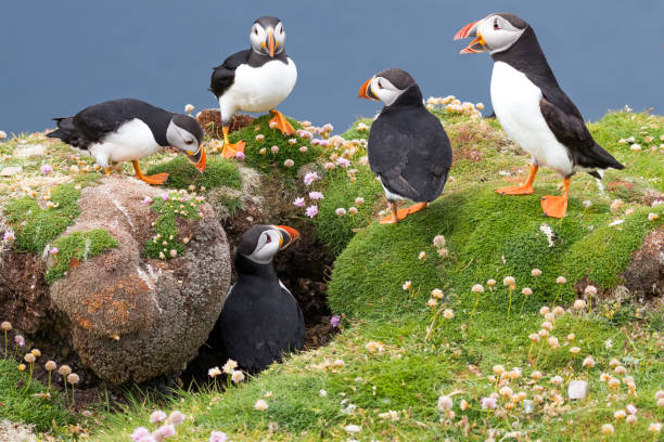 Group of puffins at burrow A group of puffins gathered at a burrow on the cliffs of Fair Isle, Shetland Island. The cliffs are covered in sea pink during the summer months puffin photos stock pictures, royalty-free photos & images