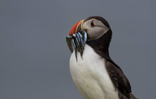 istock Puffin with Fish portrait 1302036589
