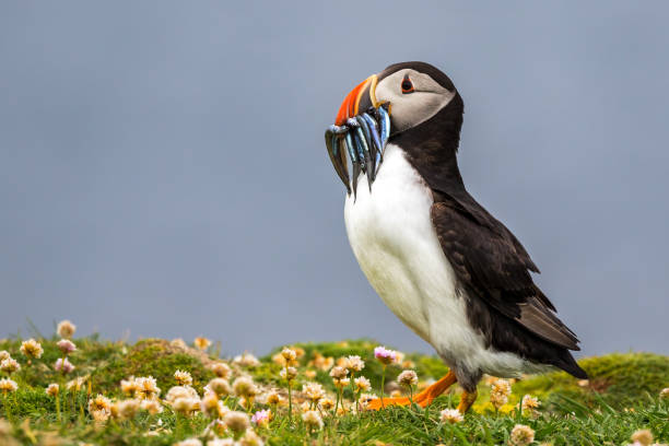 istock Puffin with fish in sea pink 1302036609