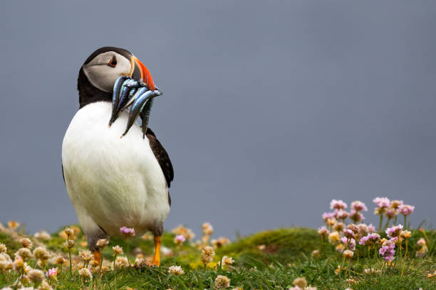 istock Puffin with fish in sea pink 1302036611