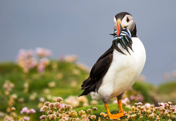 istock Puffin with fish in sea pink 1302036623