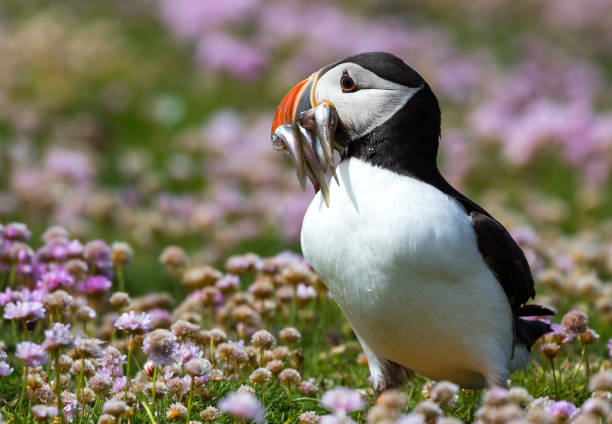 istock Puffin with fish in sea pink 1302036639