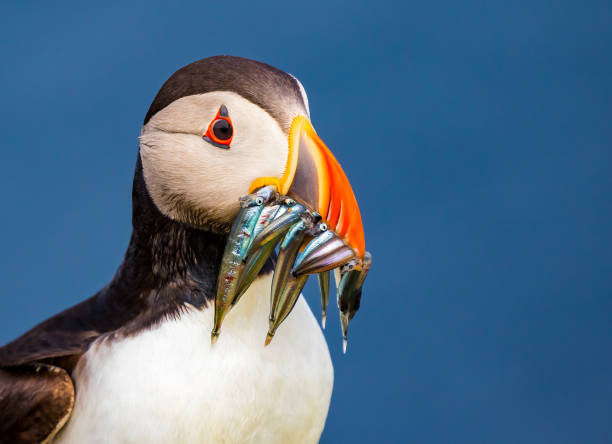 istock Puffin with Fish portrait 1302036673