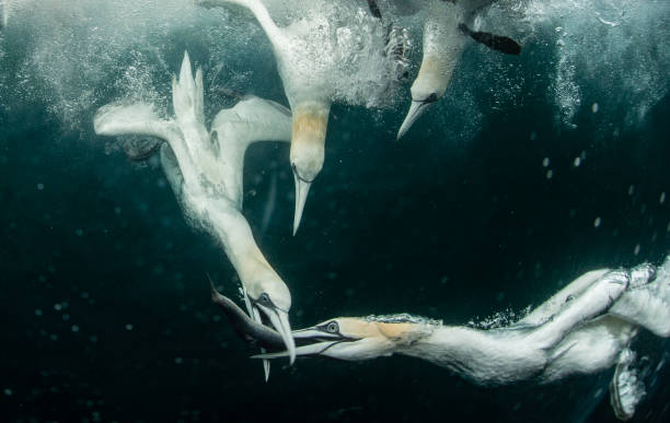 gannets onderwater - shetlandeilanden stockfoto's en -beelden