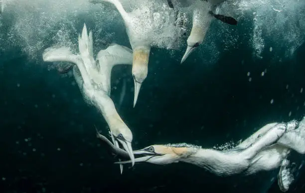 Gannets hunt fish by diving into the sea from a height and pursuing their prey underwater. These gannets were rocketing through the water after a common prey. The camera was in an underwater housing lowered into the water as the birds were feeding