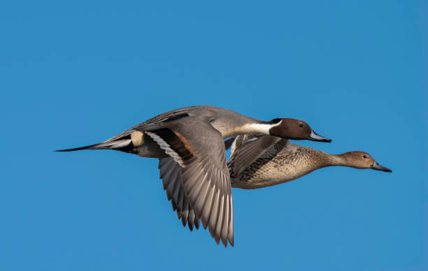 istock Blue Sky and Flying Northern Pintail Duck Pair 1302040374