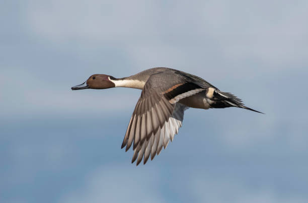 istock Wings of a Flying Northern Pintail Duck 1302040425