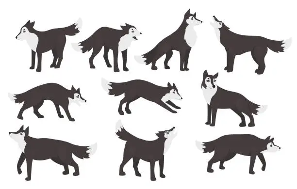 Vector illustration of Wolf poses set, cute wild animal characters standing in different postures collection