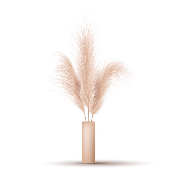 Pampas grass in vase. Dried floral ornament elements in boho style. Vector illustration isolated on white background. New trendy home decor. Stylish minimal design concept Pampas grass in vase. Dried floral ornament elements in boho style. Vector illustration isolated on white background. New trendy home decor. Stylish minimal design concept. tussock stock illustrations