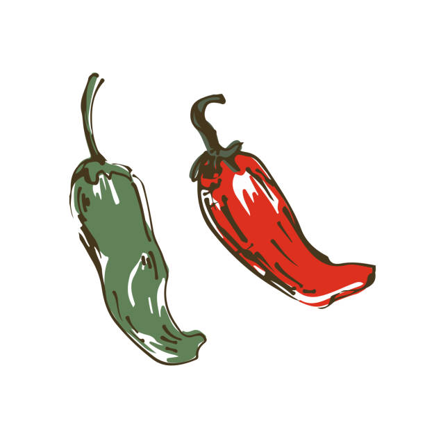 Peppers illustration. Fresh vegetables. Peppers illustration. Fresh vegetables. green chilli pepper stock illustrations