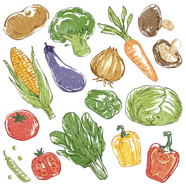 Vector illustration of fresh vegetables.