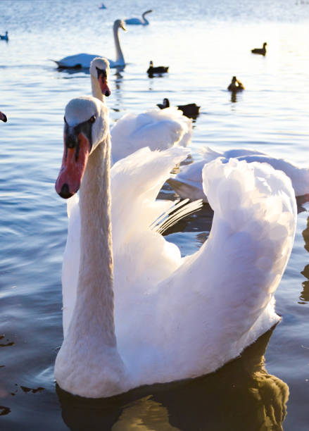 istock A flock of White swans on the lake 1302045575