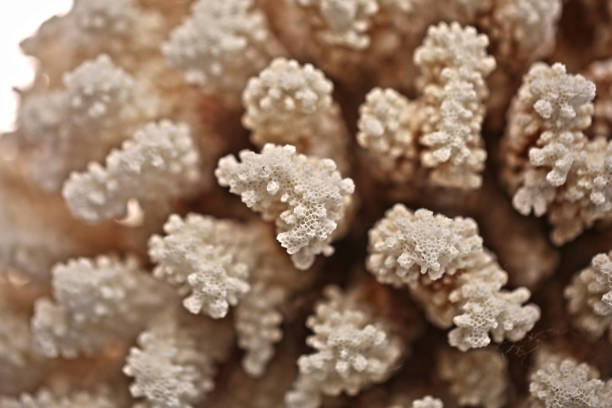 istock Close up image of coral 1302048307