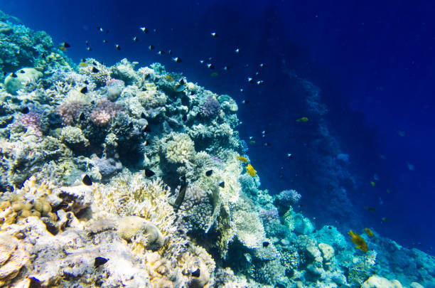istock Underwater landscape with corals on the slope 1302049454